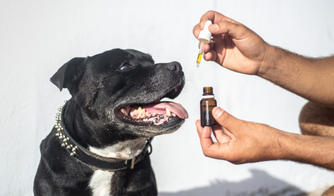 hemp oil for pets
