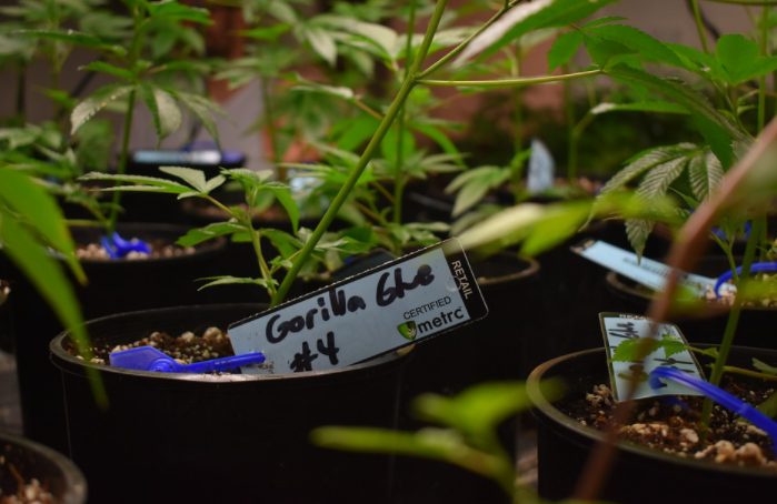cannabis seed